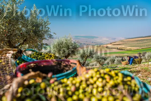 חקלאים מסיק זיתים בגבעות הזהב של הגליל, ממדינת ישראל. שָׁמַיִם, קהילת צמחים, צמח