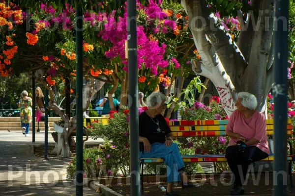 קשישות מפטפטות בפארק תל אביבי, ממדינת ישראל. צמח, כובע, בית המקדש