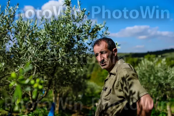 חקלאי מטפל במטע הזיתים שלו בגליל, ממדינת ישראל. ענן, שָׁמַיִם, כְּחוֹל