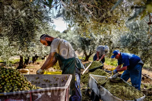 חקלאים מסיק זיתים במטע, ממדינת ישראל. צמח, מְרִיצָה, חַקלאַי