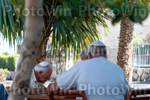 גברים מבוגרים משחקים שחמט בצל עץ דקל, ממדינת ישראל. עֵץ, דקלאים, צמח