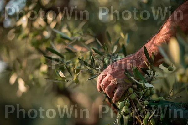 חקלאי מסיק זיתים בגליל, ממדינת ישראל. חדק, עֵץ, דֶשֶׁא