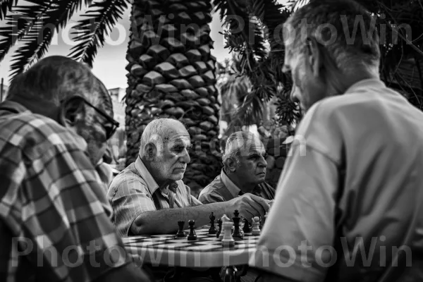 גברים מבוגרים משחקים שחמט בצל עץ דקל, ממדינת ישראל. תַצלוּם, לבן, בן אנוש