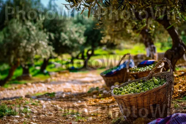 חקלאים מסיק זיתים באזור הגליל, ממדינת ישראל. צמח, ירוק, עץ