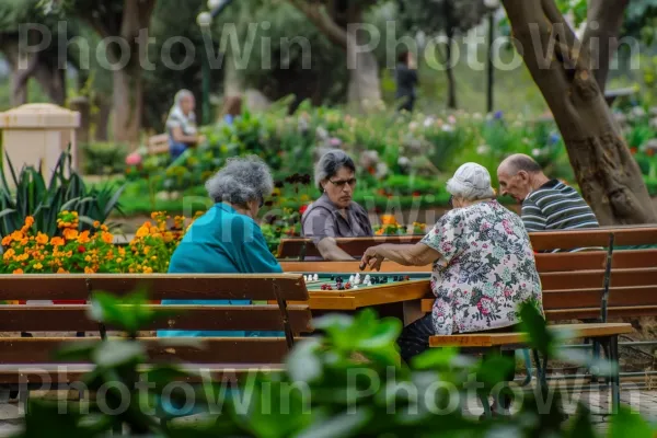 זקנים משחקים שש בש בפארק בחיפה, ממדינת ישראל. צמח, עֵץ, פְּנַאִי