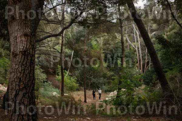 חברים מטיילים ביערות השופעים של צפון ישראל, ממדינת ישראל. צמח, נוף טבעי, חדק