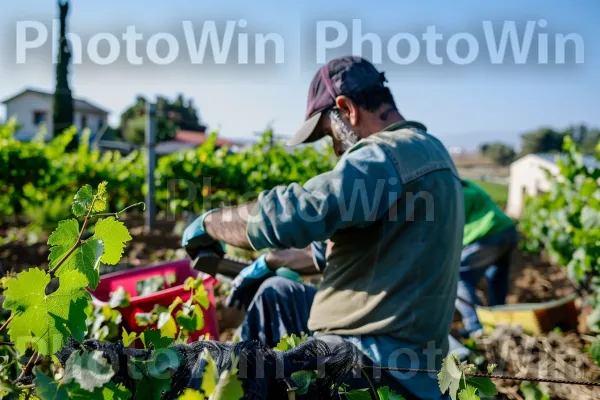 חקלאים מטפלים בכרמים באזור הגליל היפה, ממדינת ישראל. צמח, אנשים בטבע, צִמחִיָה