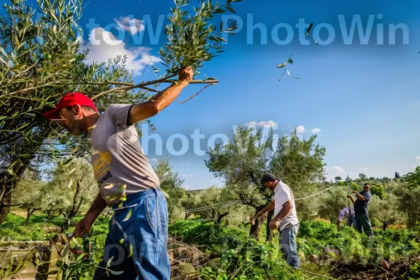 חקלאים מסיק זיתים בגליל, ממדינת ישראל. צמח, עֵץ, מחווה