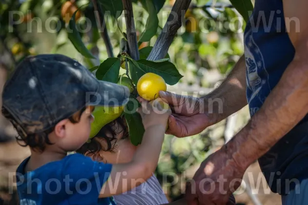 משפחה קוטפת פירות טריים בקיבוץ ברמת הגולן, ממדינת ישראל. רנגפור, פרי, כובע