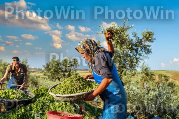 חקלאים מסיק זיתים באזור הגליל, ממדינת ישראל. שָׁמַיִם, צמח, צִמחִיָה