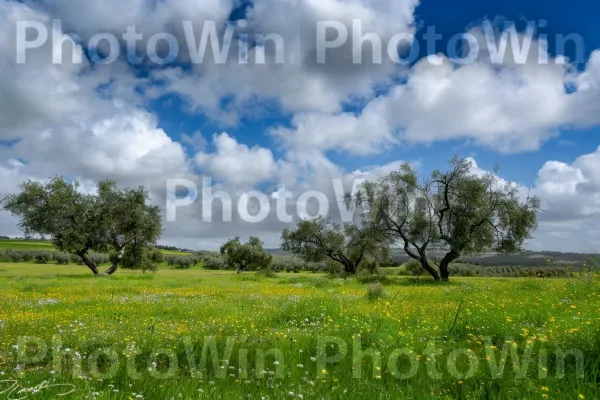 נופים ישראלים קלאסיים משנות ה-60. פֶּרַח, נוף טבעי, עֵץ