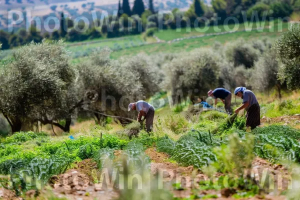 חקלאים ישראלים שעבדו את האדמה בגליל הכפרי בשנות ה-50. צמח, חַקלאַי, אנשים בטבע