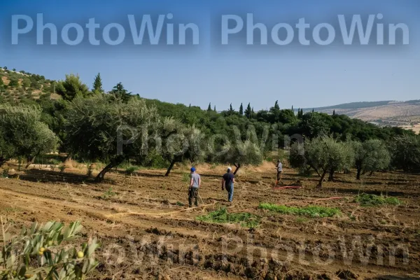 חקלאים מסיק זיתים באזור הכפרי של הגליל. עֵץ, נוף טבעי, חַקלָאוּת