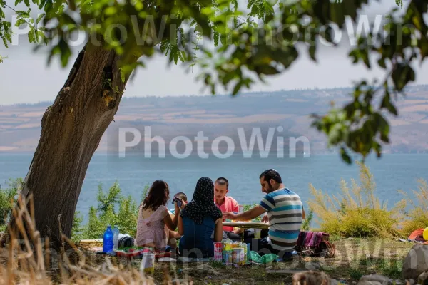 חברים נהנים מפיקניק ליד הכנרת, ממדינת ישראל. מים, אנשים בטבע, עֵץ