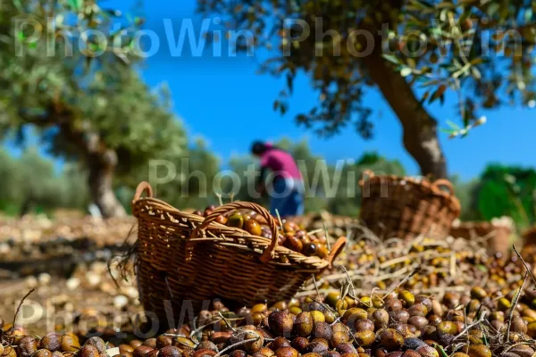 חקלאים מסיק זיתים בכפר הגליל, סביבה שלווה, ממדינת ישראל. שָׁמַיִם, עץ, עֵץ