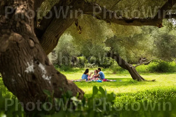 משפחה נהנית מפיקניק בצל עץ זית עתיק ממדינת ישראל. צמח, אנשים בטבע, עֵץ