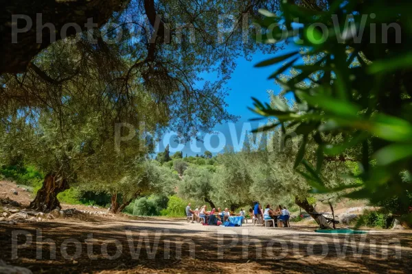 משפחות מתכנסות לפיקניק בצל עצי זית עתיקים, ממדינת ישראל. צמח, צֵל, צִמחִיָה