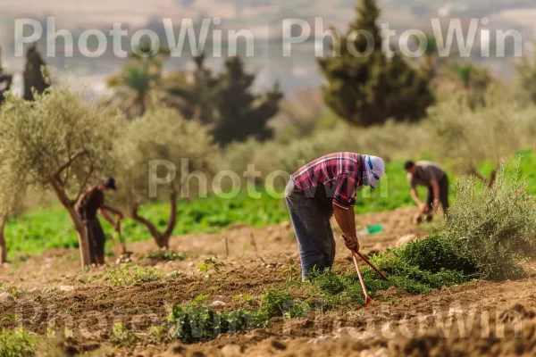 חקלאים מסיק זיתים, מגלמים את הקרקעות מורשת חקלאית עשירה ממדינת ישראל. אנשים בטבע, חַקלאַי, שטח דשא