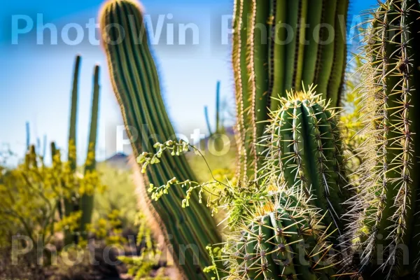 קקטוסים נישאים המציגים את צורותיהם הייחודיות ואת היופי המדברי. צמח, קהילת צמחים, צִמחִיָה