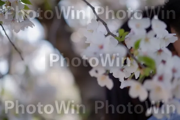 הודעת אירוסין שנתפסה בחיבוק מחמם לב. פֶּרַח, זֶרֶד, צמח פורח